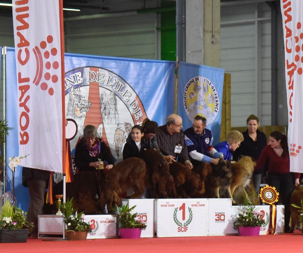 Joyce Dream's - International Dog Show Paris-Le Bourget