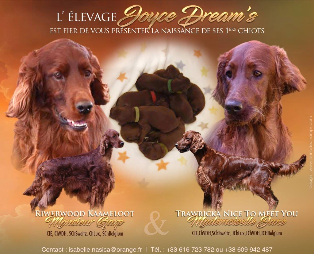 Joyce Dream's - Setter irlandais rouge - Portée née le 27/12/2017